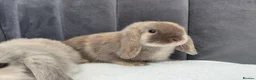 Mini Lop rabbits for sale: Gorgeous Mini Lop Babies - Advert 5