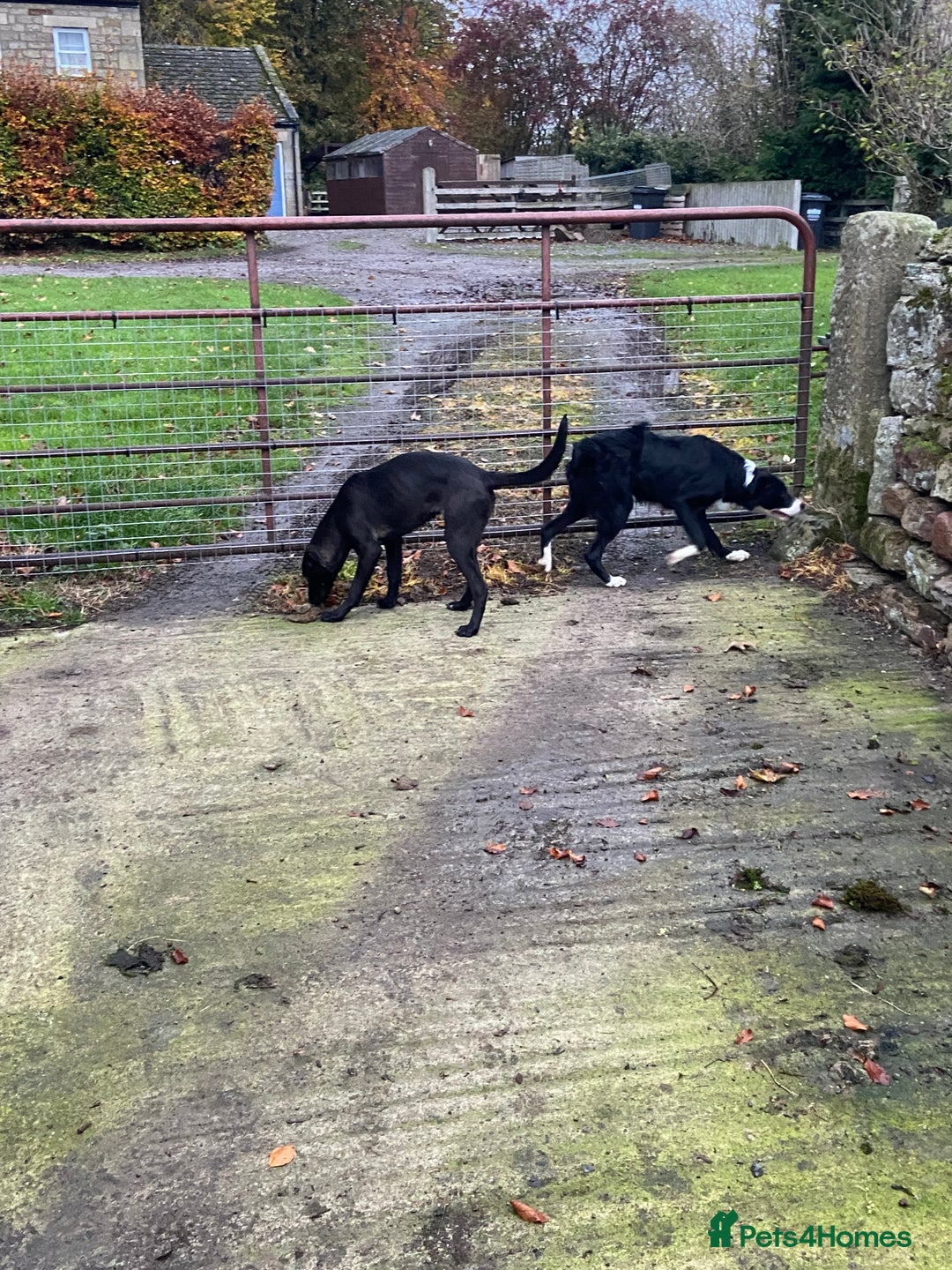 Mixed Breed dogs for sale: Collie x Huntaway pups - Advert 7