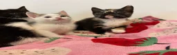 Mixed Breed cats for sale: 6 Adorable Kittens – 3 Boys & 3 Girls - Advert 11