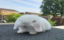 Mini Lop rabbits for sale: Baby boy mini lop rabbit - Image 4
