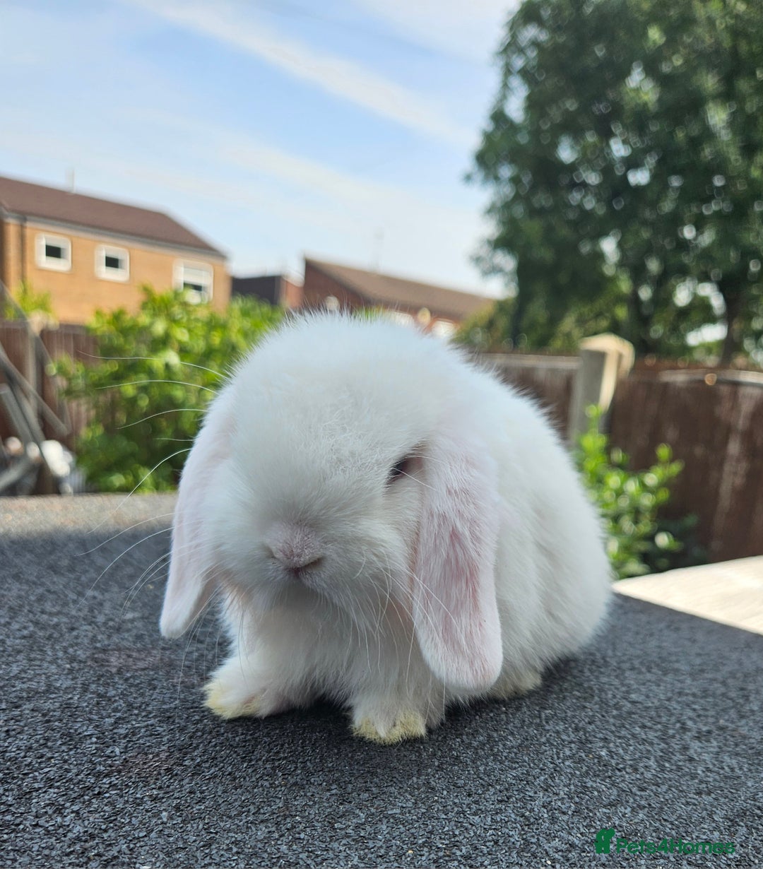 Mini Lop rabbits for sale: Baby boy mini lop rabbit - Image 4