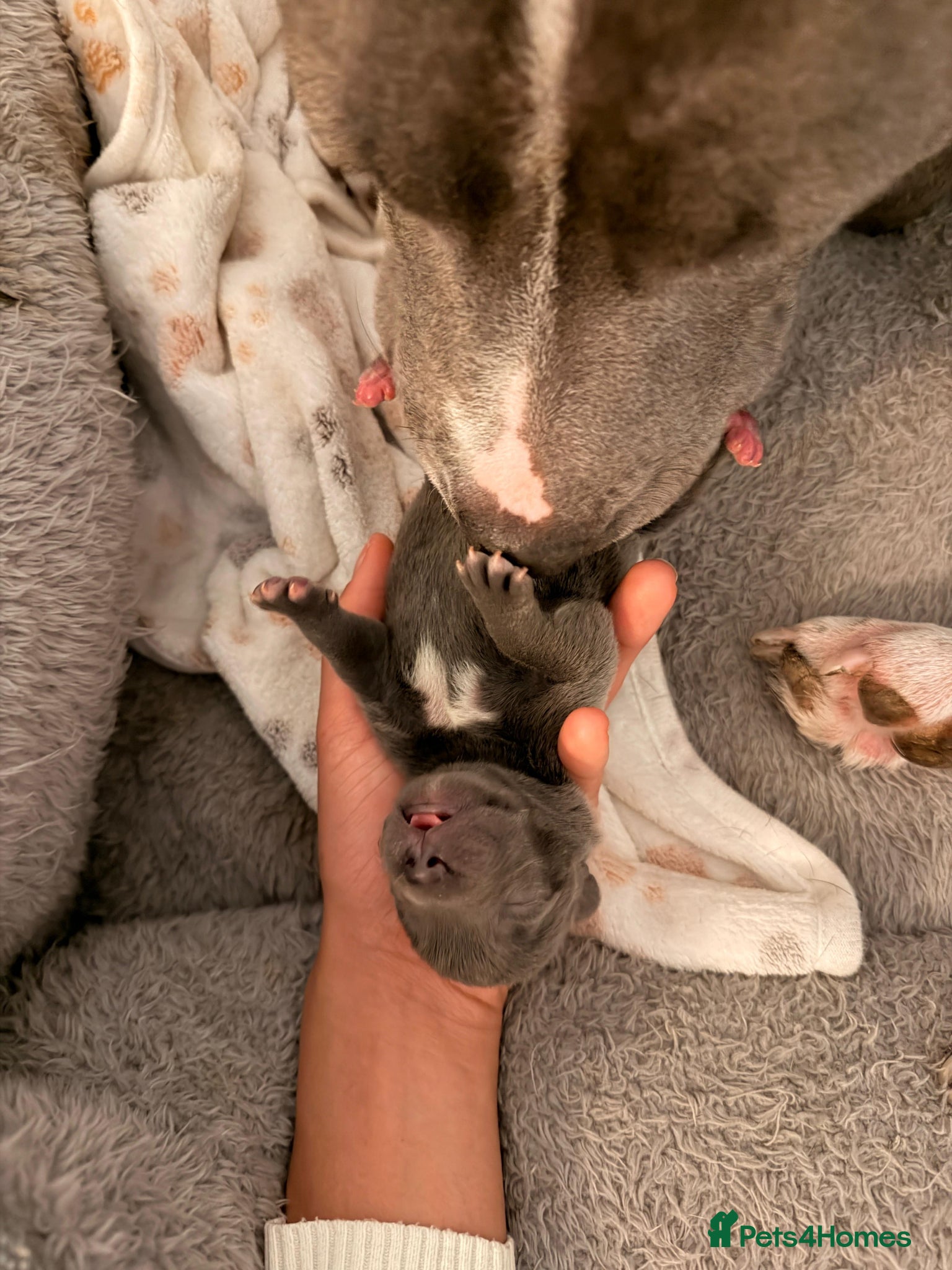 Staffordshire Bull Terrier dogs 1 week old x2 Beautiful Blue Male Staffy Puppies  - Advert 14