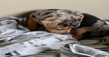 Jack Russell dogs - Advert 6