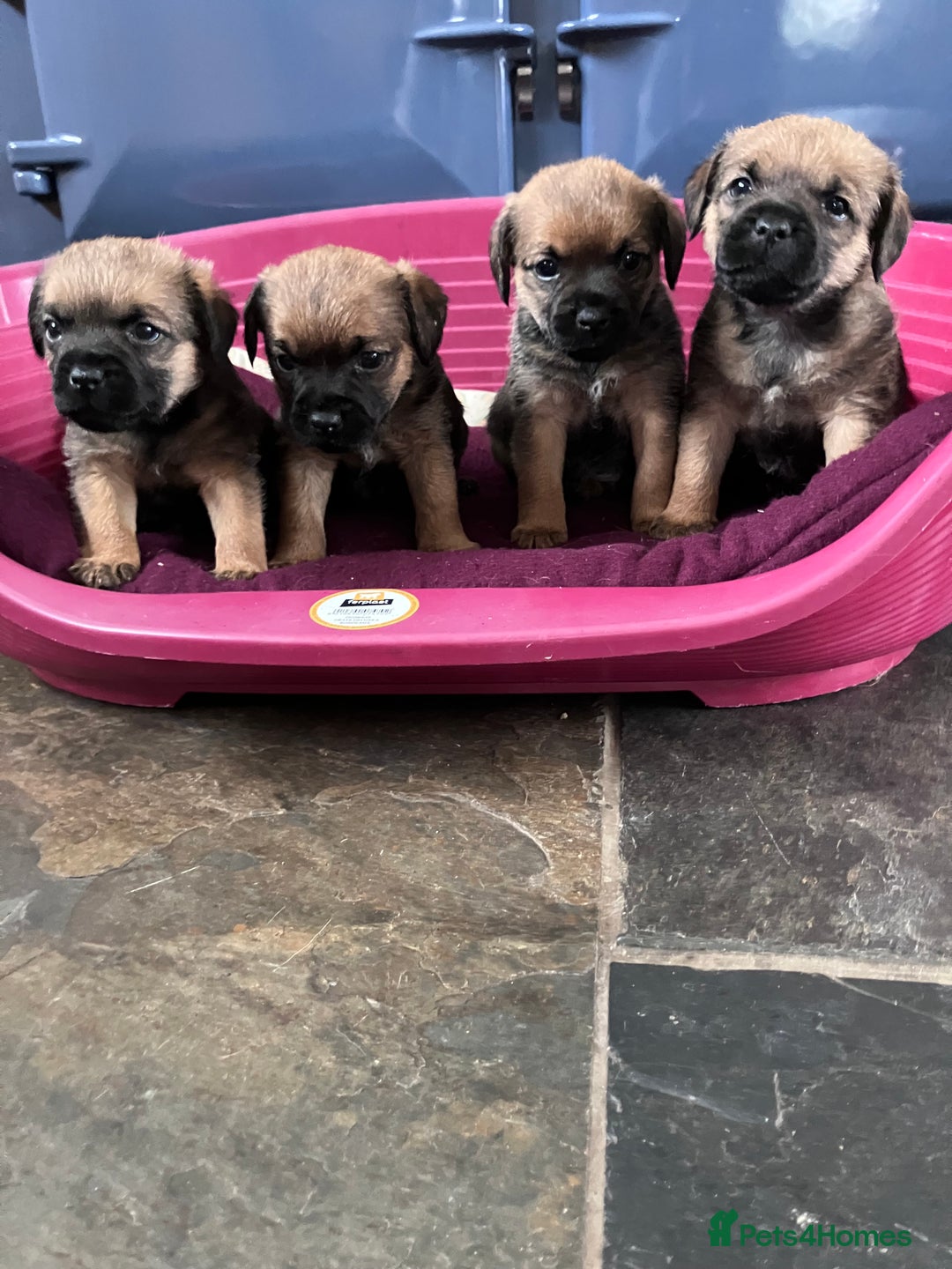 Border Terrier dogs for sale: 4 gorgeous boys  - Image 4