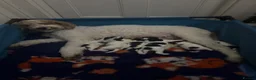 Cockapoo dogs for sale: Unique DNA Tested F1 Parti Cockapoos - Large size - Advert 4