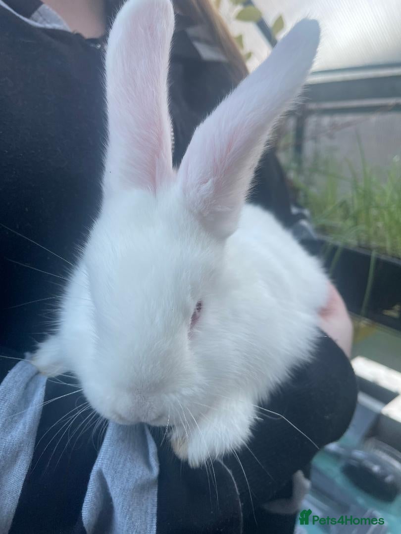 New Zealand rabbits New Zealand Kits - Waiting List - Advert 2