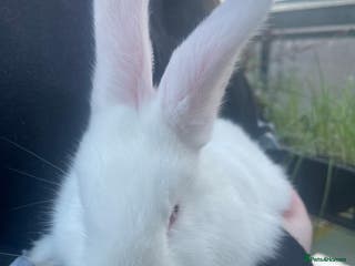 New Zealand rabbits New Zealand Kits - Waiting List - Advert 1