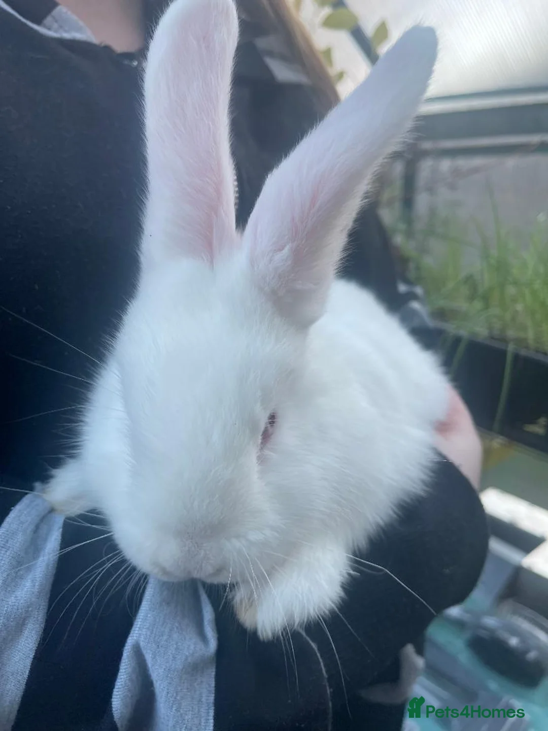 New Zealand rabbits for sale: New Zealand Rabbits born 9/1/26 - Advert 1