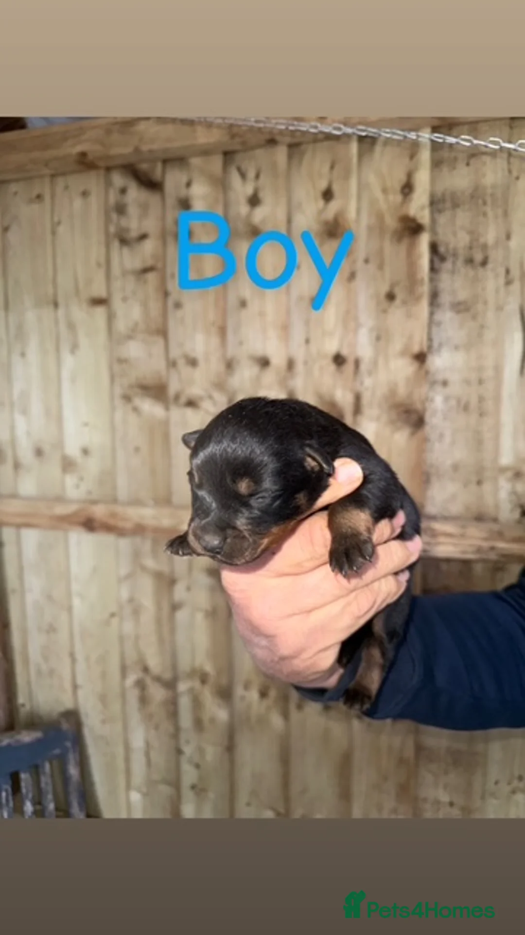 Rottweiler dogs for sale: Beautiful Rottweiler puppies in Radstock - Advert 2