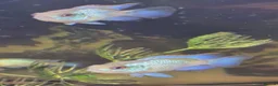Cichlids fish for sale: Electric blue acara (homebred) in Sutton-in-Ashfield - Advert 2
