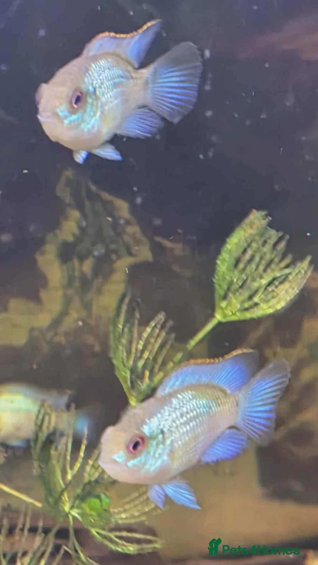 Cichlids fish for sale: Electric blue acara (homebred) in Sutton-in-Ashfield - Advert 2