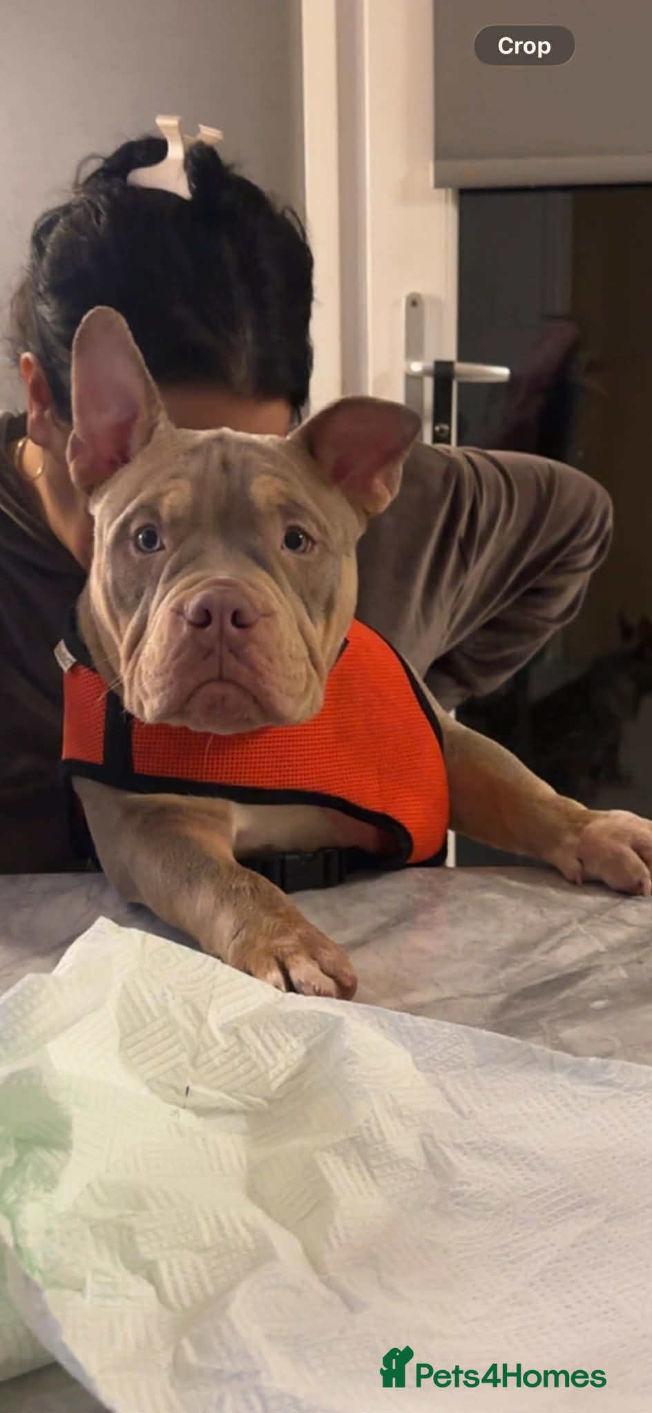American Bully dogs Rehoming Micro bully  - Advert 1