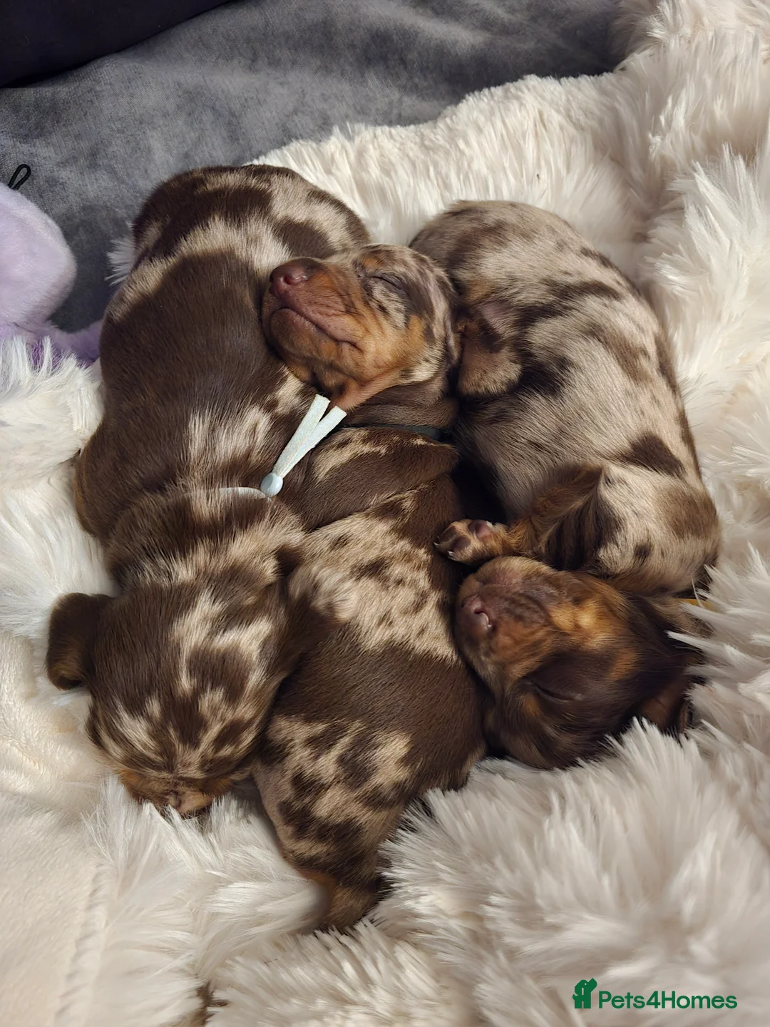 Miniature Dachshund dogs for sale: READY NOW 1 female dapple mini dachshund - Advert 15