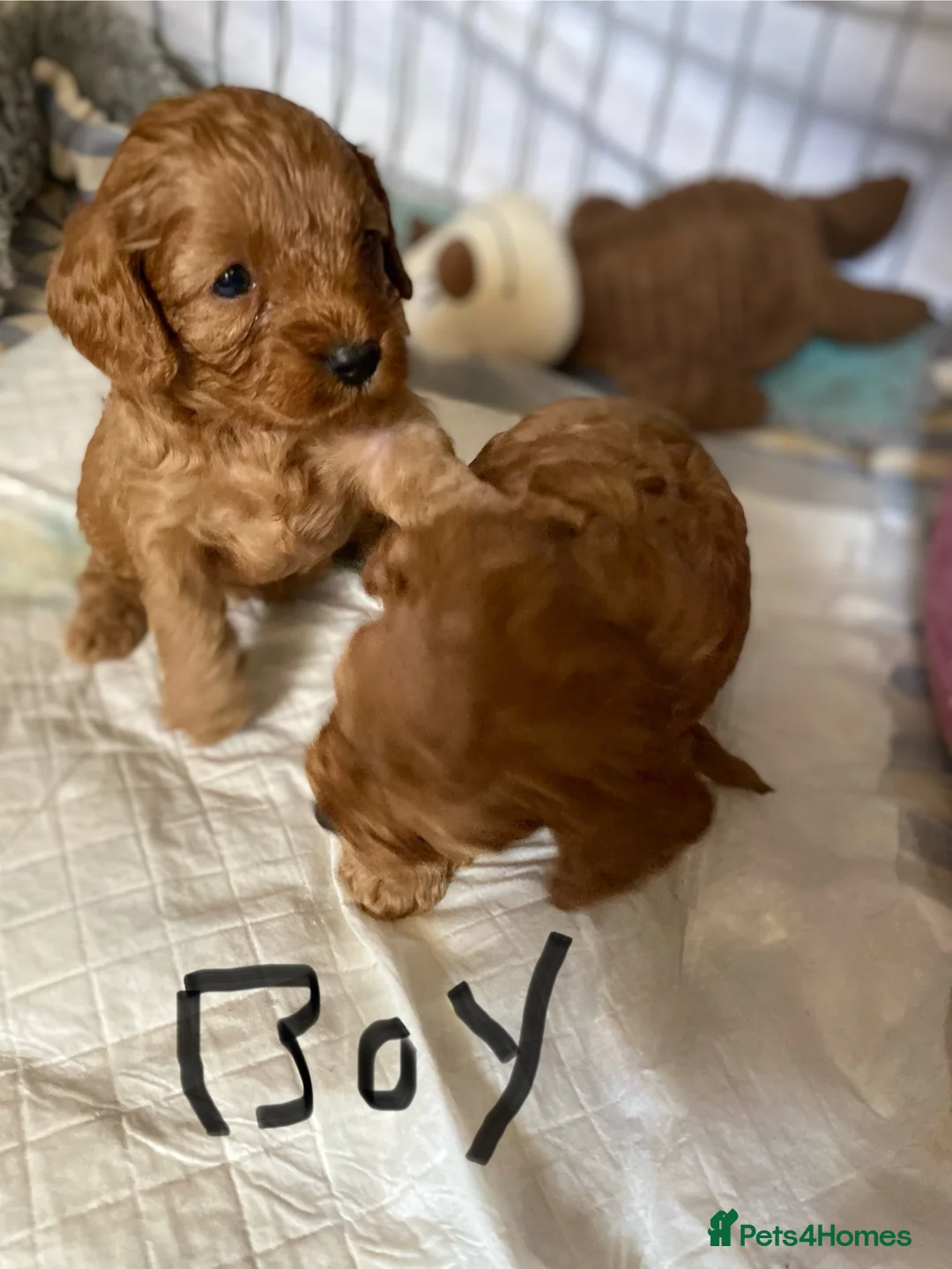 Cavapoo dogs for sale: Red Cavapoo both parents dna tested  - Advert 2
