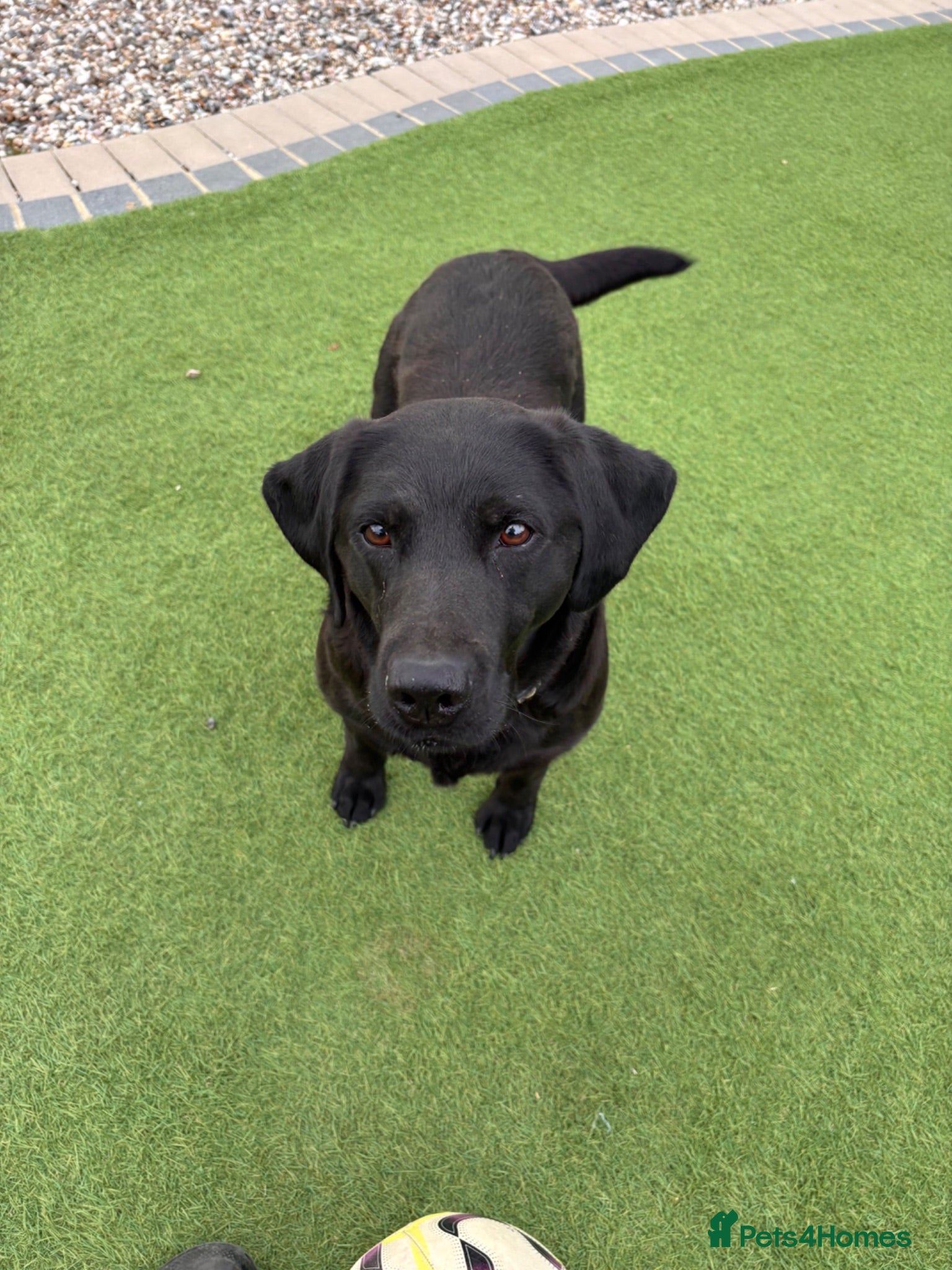 Labrador Retriever dogs Gorgeous Labradors  - Advert 2