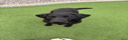 Labrador Retriever dogs for sale: Gorgeous Labradors  in Chelmsford - Advert 2