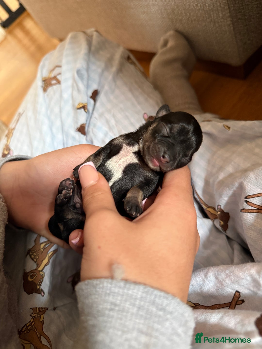 Chihuahua dogs for sale: Beautiful chihuahua Pups for sale  - Image 2
