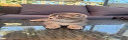 Scottish Fold cats for sale: ✨ Kittens Looking for Forever Homes ✨ - Advert 4