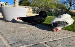 Chickens poultry for sale: Light Sussex and Black Copper Maran - Image 2