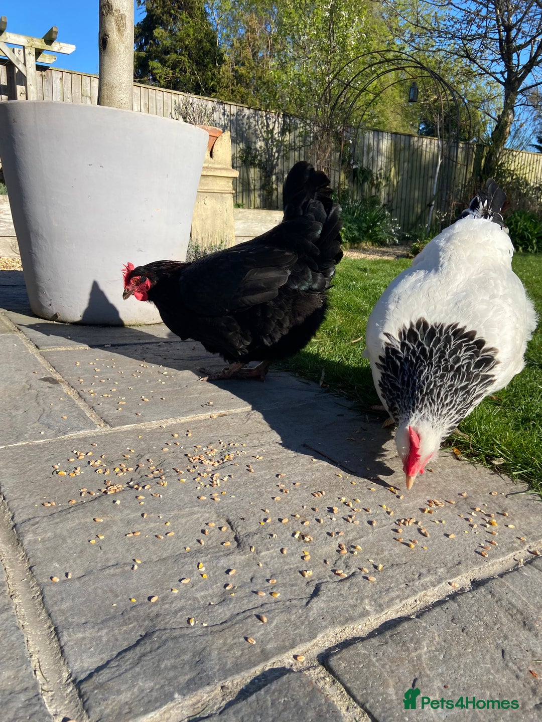 Chickens poultry for sale: Light Sussex and Black Copper Maran - Image 2