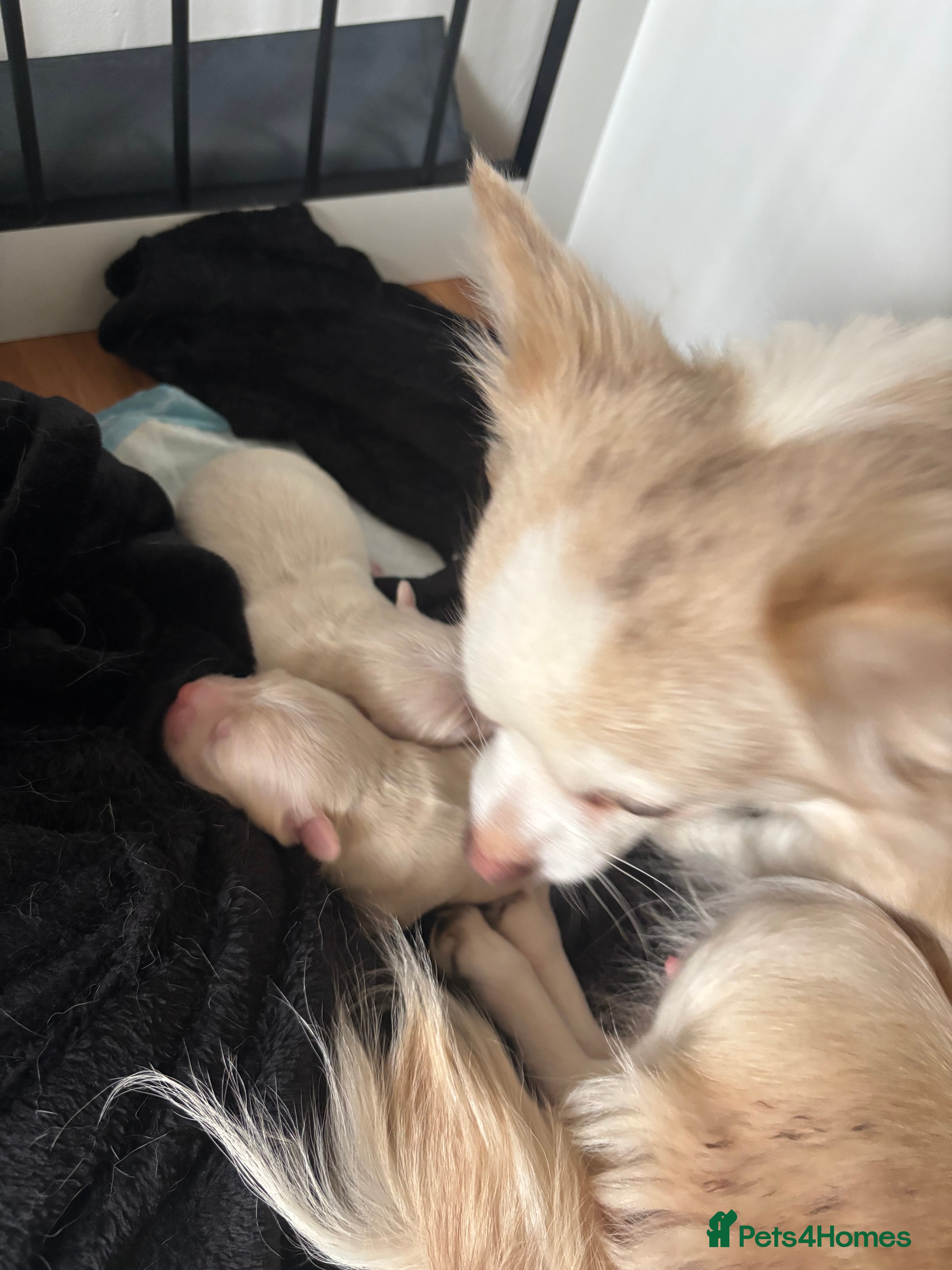 Chihuahua dogs Beautiful Pedigree Registered Long Haired Chi Pups - Advert 2