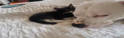British Shorthair cats for sale: Super friendly kittens. Used to dogs and children  in Leighton Buzzard - Advert 6