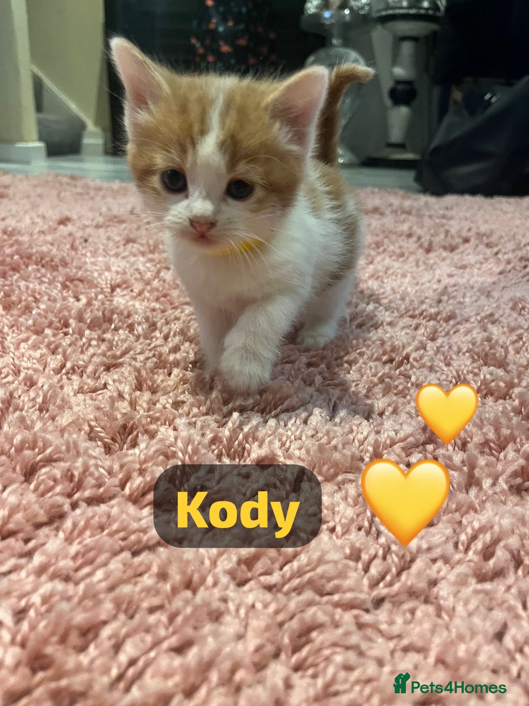 Mixed Breed cats for sale: 🐾 8 Beautiful kittens….🩵🩷 - Advert 8