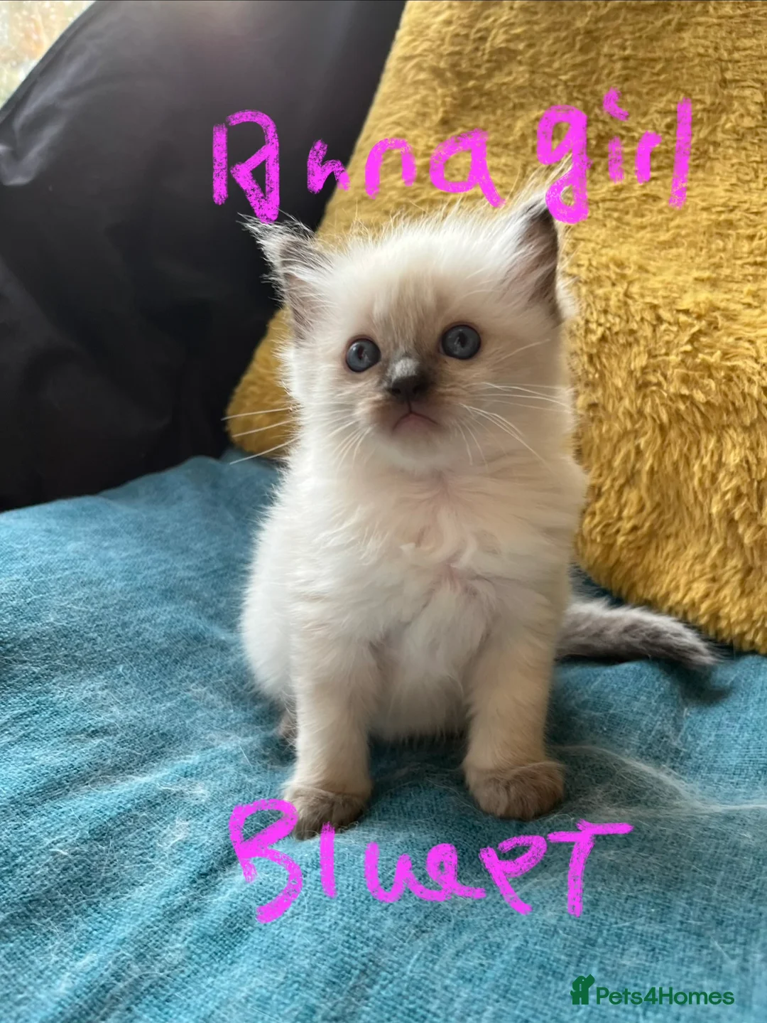Ragdoll cats for sale: Pure ragdoll GCCF mom’s kittens for sale - Advert 17