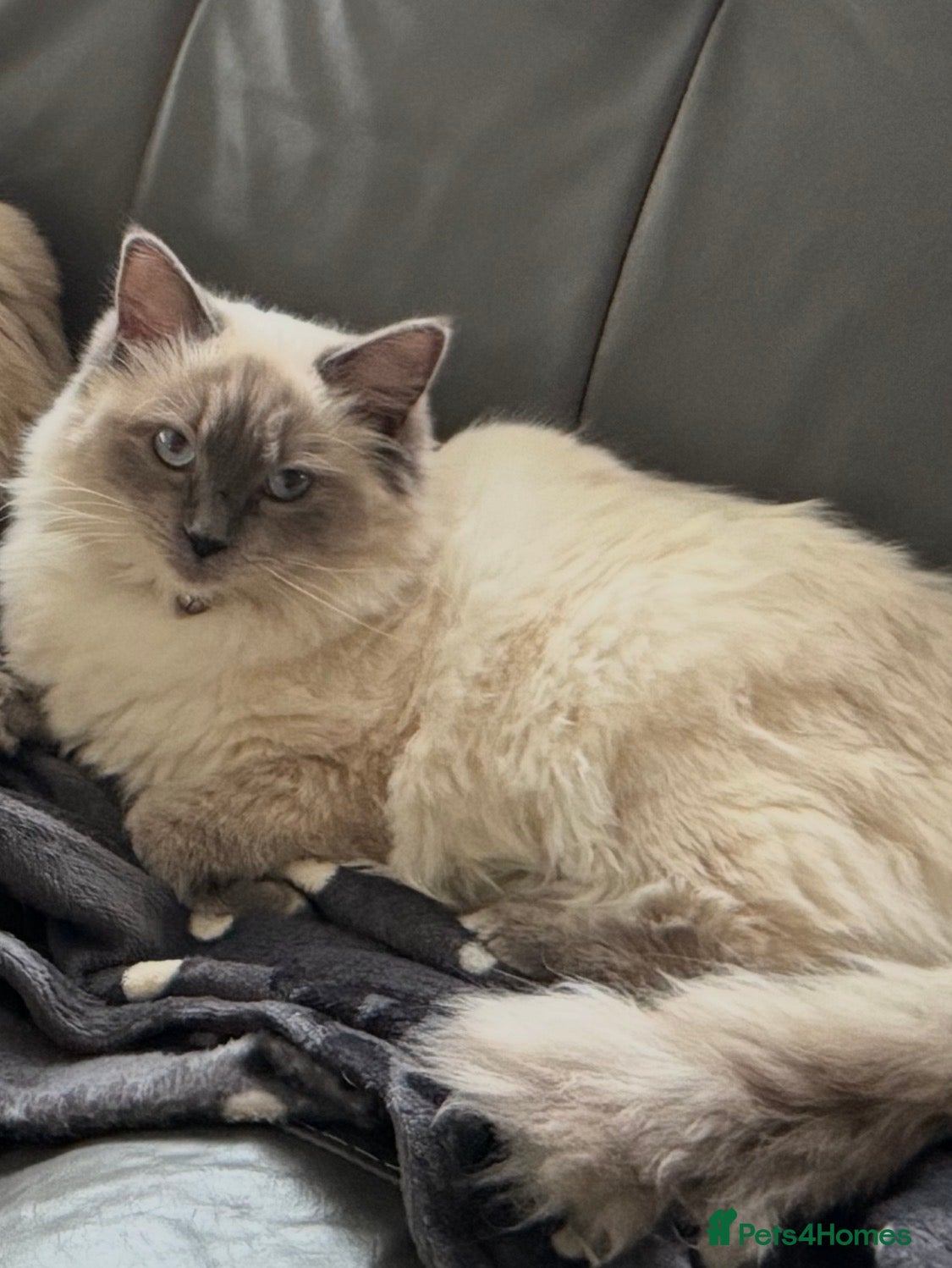 Ragdoll cats Stunning ACTIVE ragdoll QUEEN - Advert 16