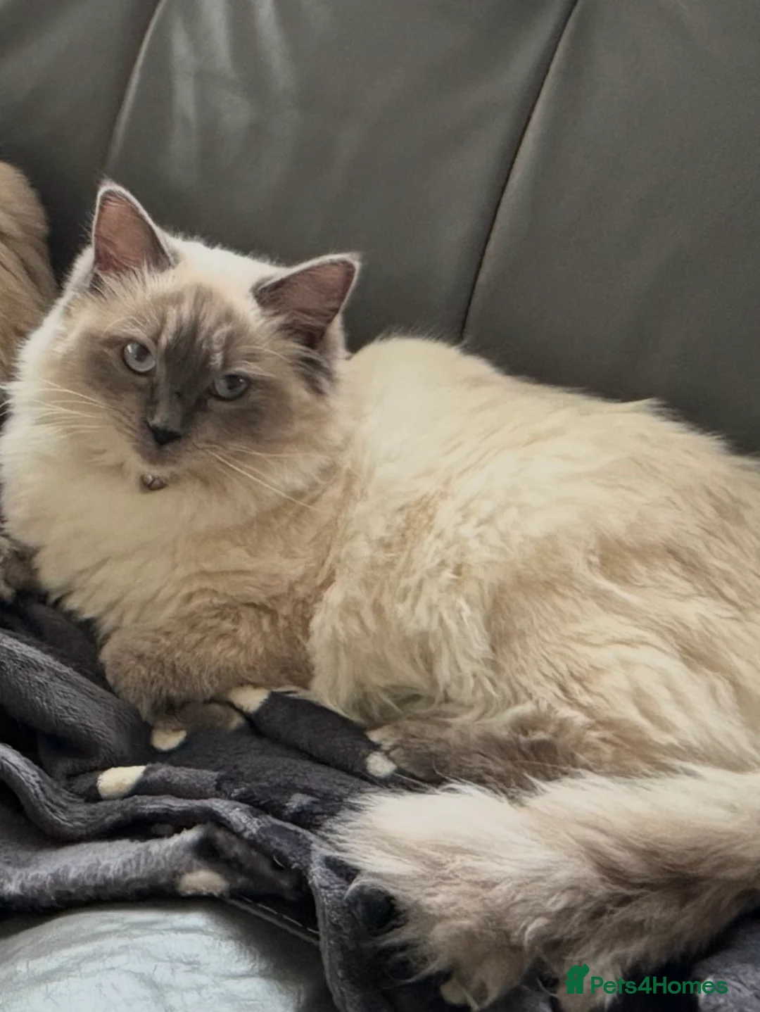 Ragdoll cats for sale: Stunning ACTIVE ragdoll - Advert 5