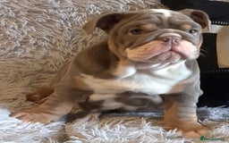 English Bulldog dogs for sale: Kc reg British bulldogs  - Image 18