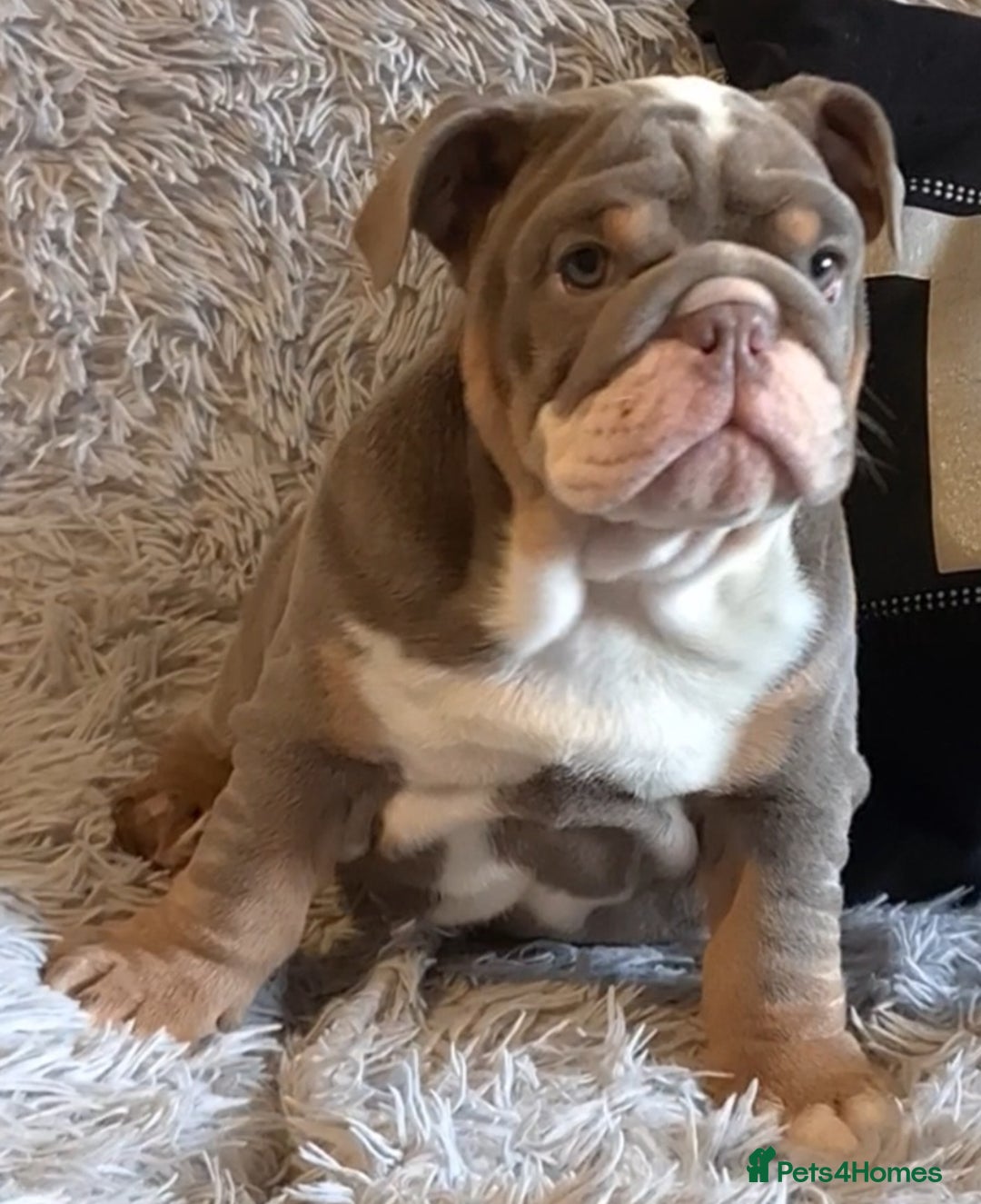 English Bulldog dogs for sale: Kc reg British bulldogs  - Image 18