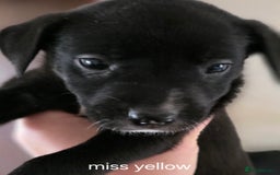 Mixed Breed dogs for sale: Labrador/staffie mix - Advert 4