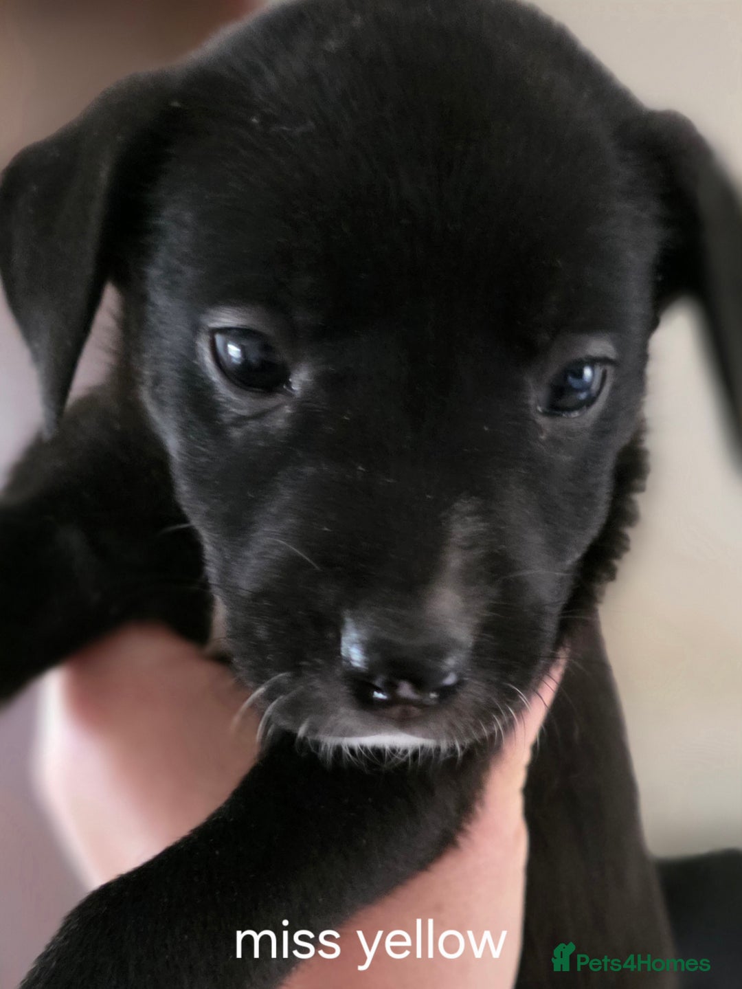 Mixed Breed dogs for sale: Labrador/staffie mix - Advert 4