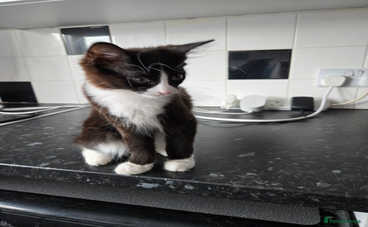 Mixed Breed cats - Advert 7