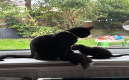 Mixed Breed cats for sale: Black kittens - Image 2