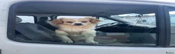 Mixed Breed dogs for sale: Cookie 🍪 in Wrexham - Advert 5