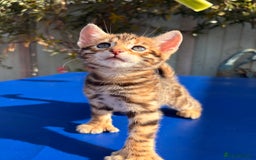 Keetso cats for sale: Stunning golden keetsos  - Image 19