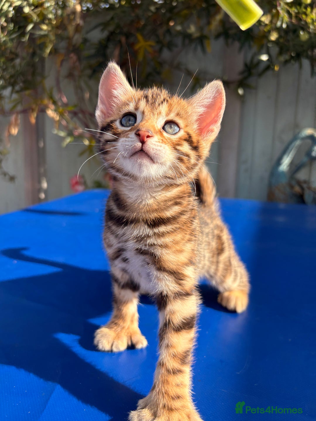 Keetso cats for sale: Stunning golden keetsos  - Image 19