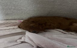 Cavapoo dogs for sale: F1B cavapoos  - Image 4