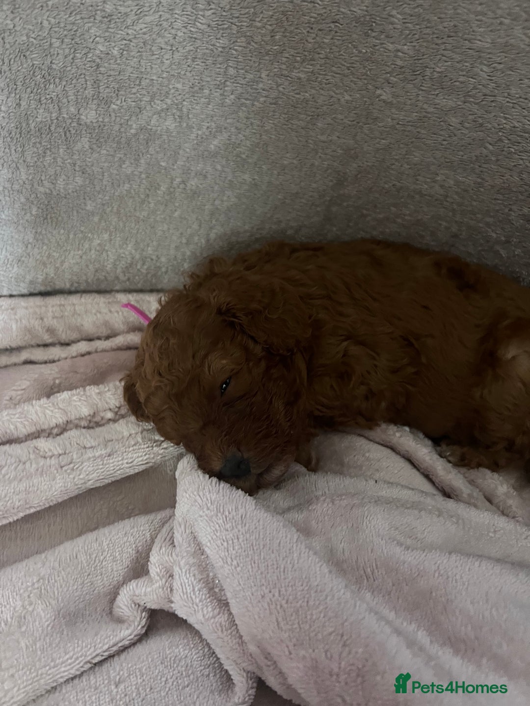 Cavapoo dogs for sale: F1B cavapoos  - Image 4