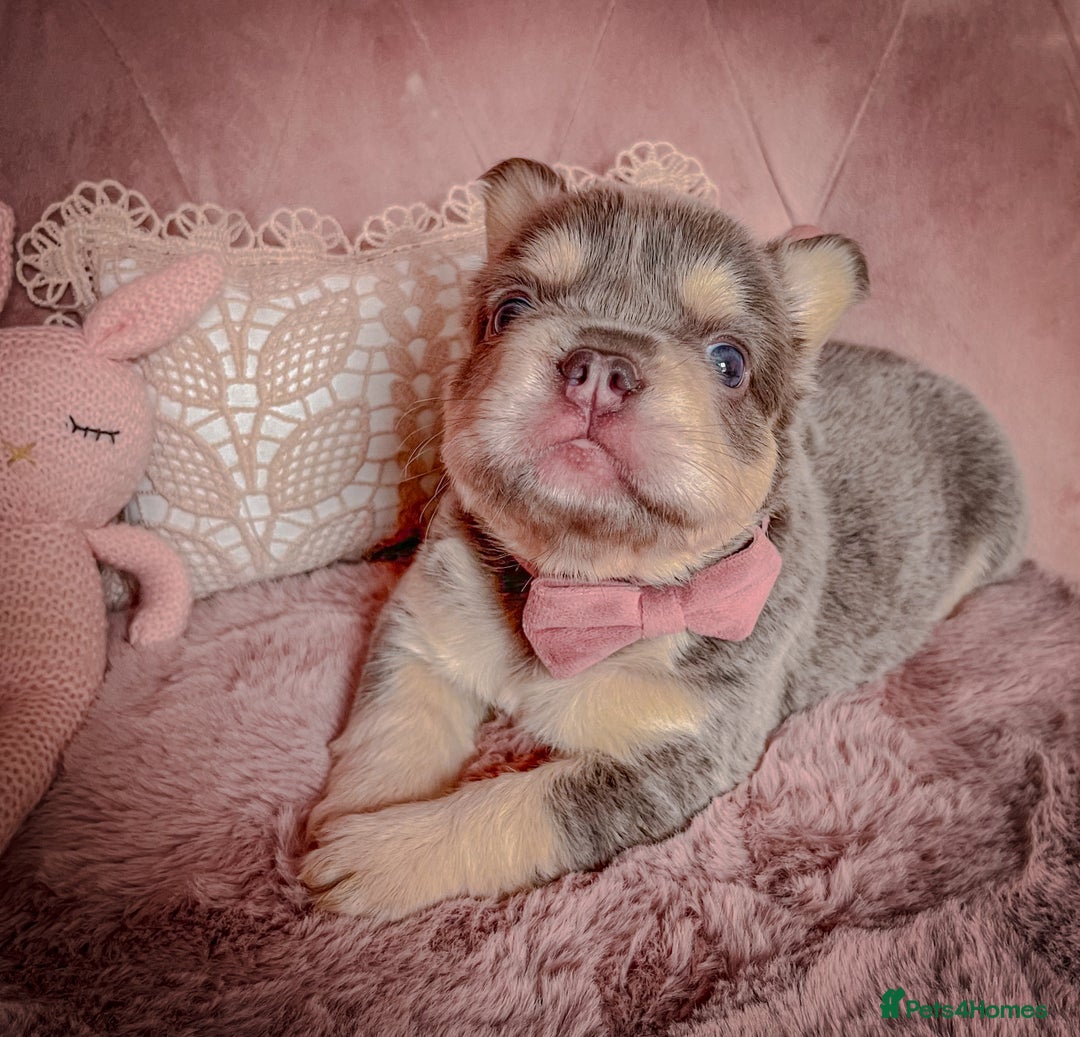 French Bulldog dogs for sale: 🌸BEAUTIFUL PUPPIES LILAC&TAN,FLUFFY,TESTABLE🌸 - Image 11