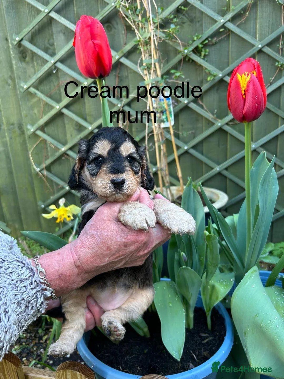 Cocker Spaniel dogs for stud: KC Reg Show Cocker Spaniel- Extensively DNA tested in Warrington - Advert 29