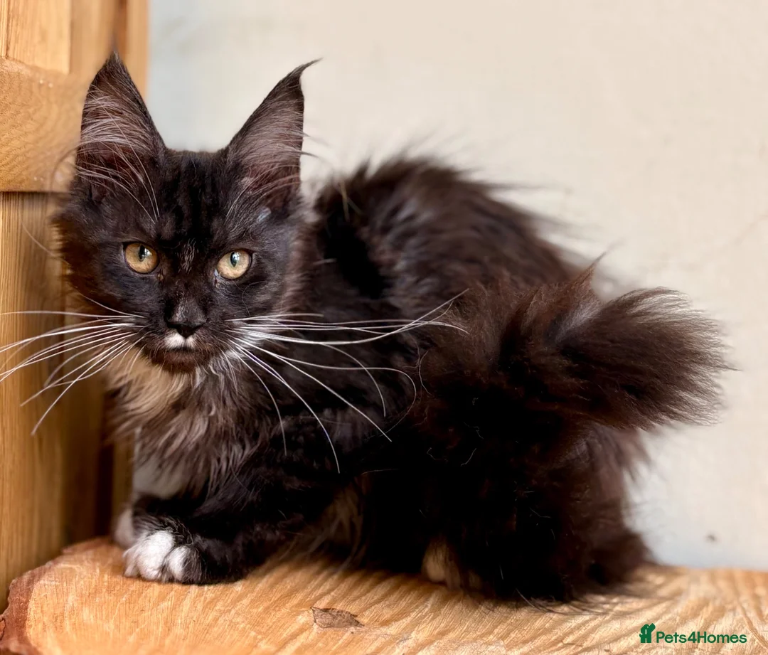 Maine Coon cats for sale: Beautiful Maine coon cats - Advert 17