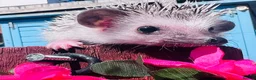 Pygmy Hedgehog rodents for sale: African Pygmy hedgehogs hoglets  - Advert 1