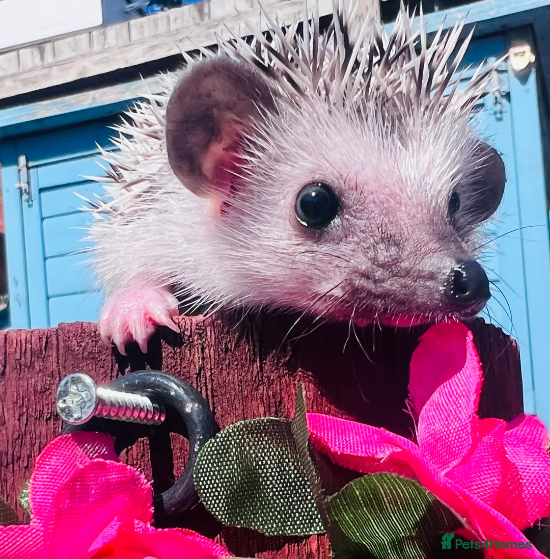 Pygmy Hedgehog rodents for sale: African Pygmy hedgehogs hoglets  - Advert 1