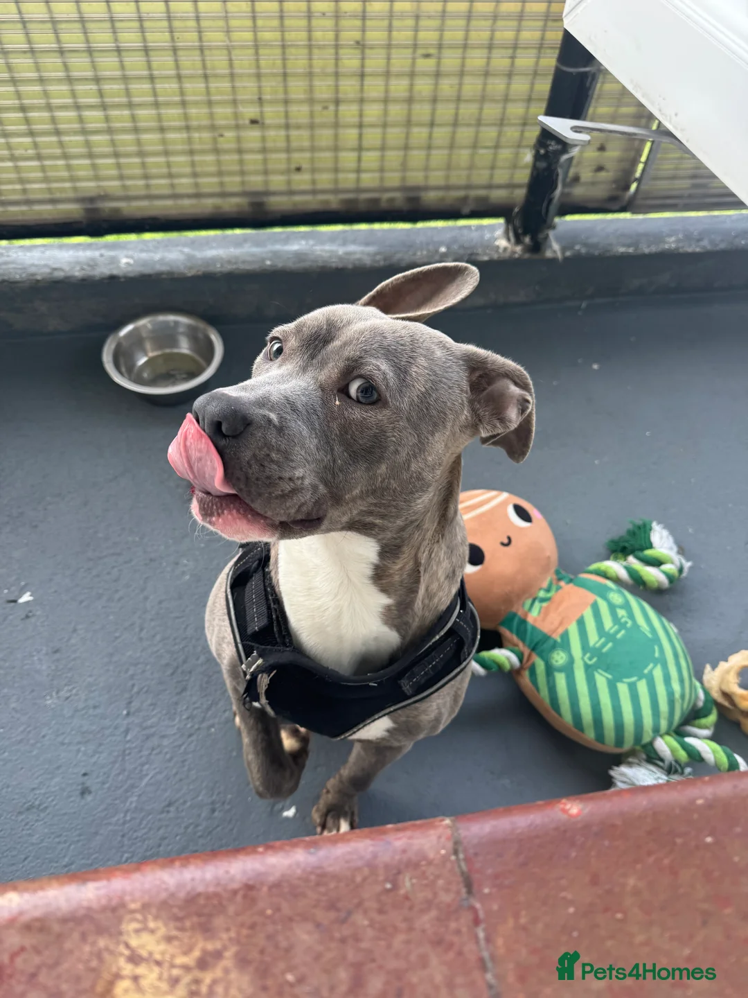 Mixed Breed dogs for sale: Cane Corso pup  - Advert 4