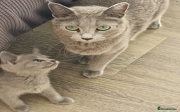 Russian Blue cats for sale: Pedigree Russian blue kittens  - Image 9