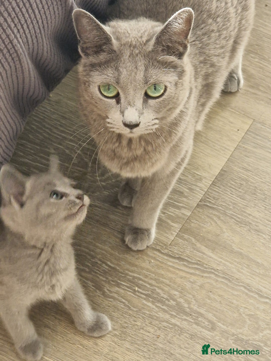 Russian Blue cats for sale: Pedigree Russian blue kittens  - Image 9