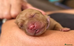 Labrador Retriever dogs for sale: Family/Working bred KC Labradors - Image 4
